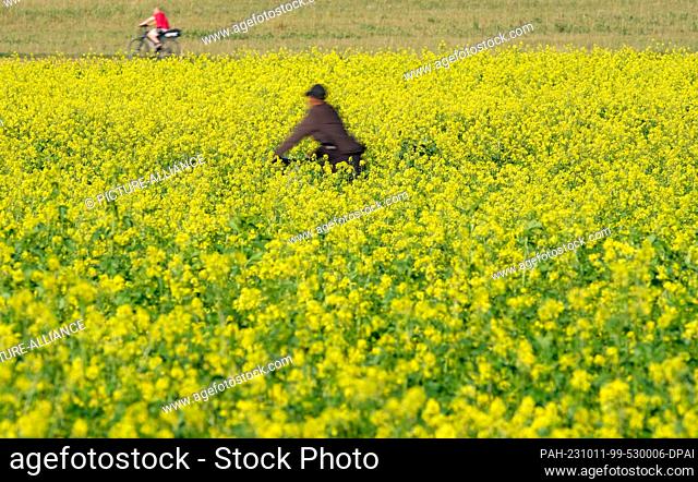 11 October 2023, Baden-Württemberg, Nellingen: A cyclist rides on a road that leads through two blooming canola fields. Photo: Bernd Weißbrod/dpa