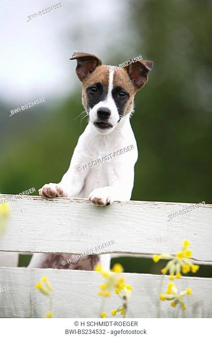 Jack Russell Terrier Canis lupus f. familiaris, pup observes curiously the field, Germany