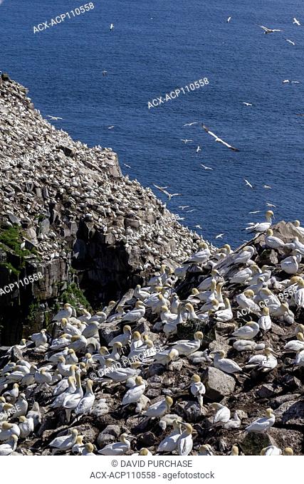 Northern gannet (Morus bassanus), resting on Bird rock, Cape St. Mary's Ecological Reserve, located near Cape St. Mary's on the Cape Shore