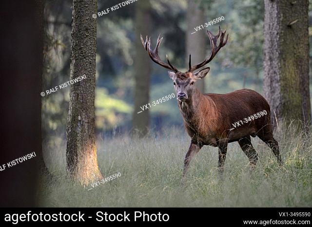 Red Deer ( Cervus elaphus ), young beautiful male, stag, standing in open woods, watching, in nice setting, Europe