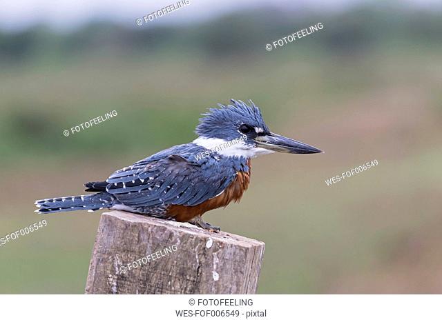 South America, Brasilia, Mato Grosso do Sul, Pantanal, Ringed Kingfisher, Megaceryle torquata