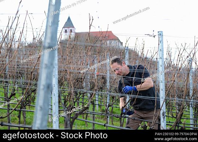 02 January 2023, Baden-Wuerttemberg, Cleebronn: In spring-like temperatures, a vintner from the Cleebronn winegrowers' cooperative prunes Pinot Blanc vines on...