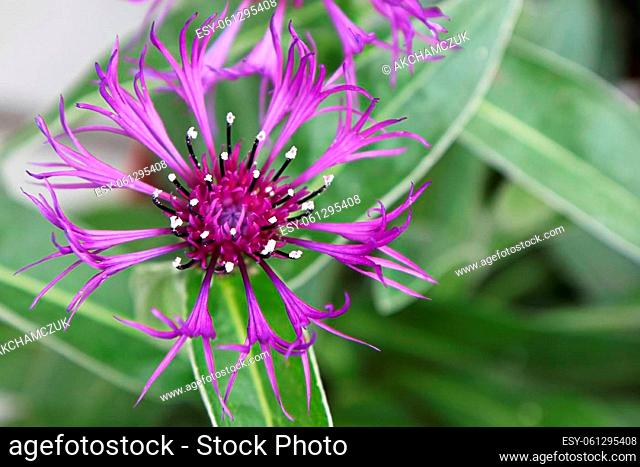 Closeup side view of a purple knapweed flower