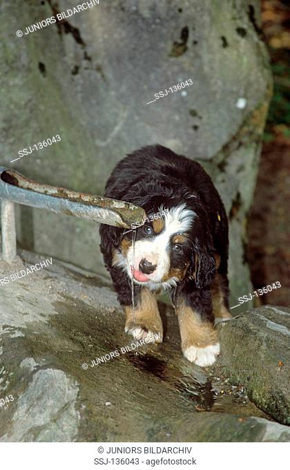 Bernese Mountain dog puppy - drinking