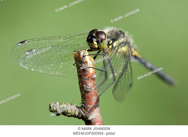 Black darter, Sympetrum danae, sitting on a twig in front of green background