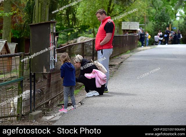 Visitors play with goatlings of Dutch dwarf goat, Capra aegagrus f. hircus, in the Olomouc Zoo, Czech Republic, on Wednesday, May 19, 2021