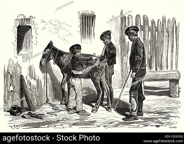 Gypsies from Cordoba shearing a donkey, Andalusia, Spain, Europe. Old 19th century engraved illustration, El Mundo en la Mano 1878