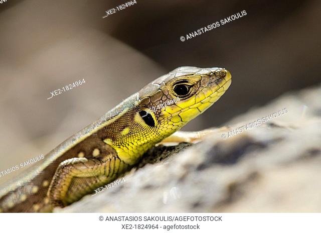 Lacerta trilineata - Balkan Green Lizard, Crete
