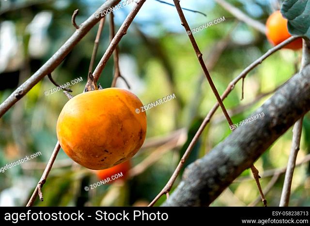 yellow ripening persimmons on the tree in the farm at Xinpu township, Taiwan