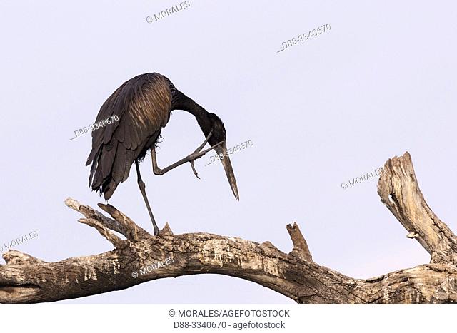 Africa, Southern Africa, Bostwana, Chobe i National Park, Chobe river, . African openbill (Anastomus lamelligerus)