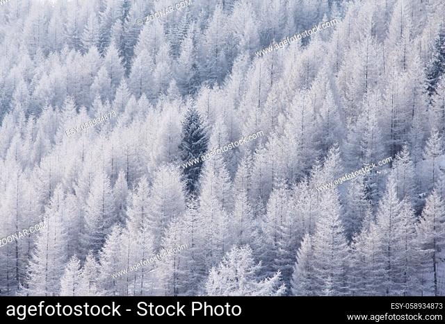Beautiful snow covered spruce forest in winter mountains on the skiing resort Soelden Austria