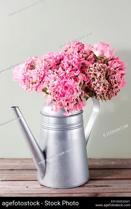 pink persian buttercup flowers. Curly peny ranunculus in Metallic gray vintage watering can, copy space