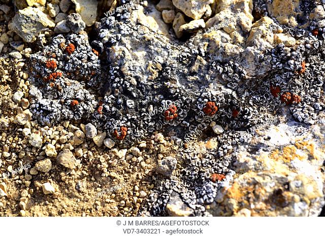 Acarospora glaucocarpa is a squamulose lichen that grows on calcareous soils. This photo was taken in Aliaga, Teruel province, Aragon, Spain