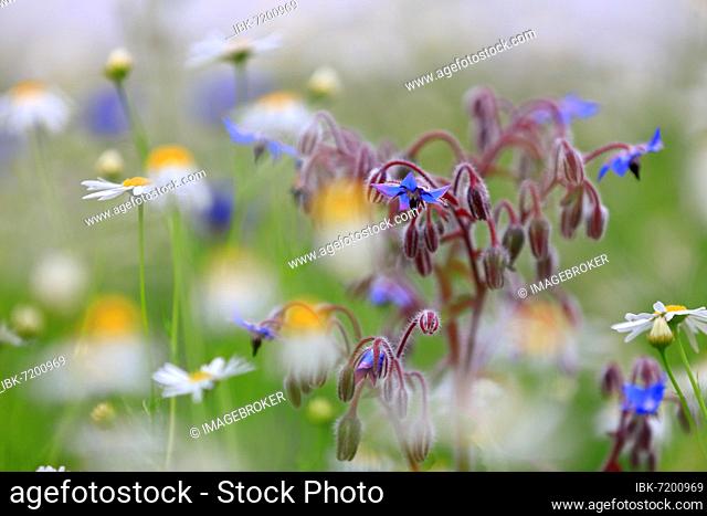 Flower meadow with cornflower (Cyanus segetum), common comfrey (Symphytum officinale), camomile (Matricaria recutita), marguerite (Leucanthemum vulgare)