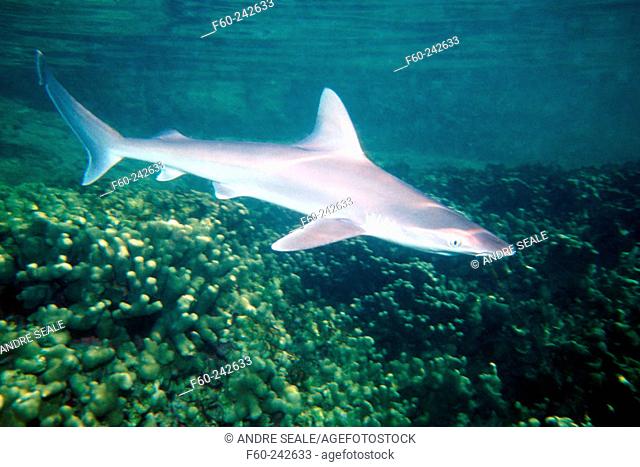 Sandbar Shark (Carcharhinus plumbeus). Kaneohe Bay, Oahu. Hawaii, North Pacific