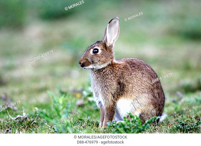 Rabbit. (Oryctolagus cuniculus)