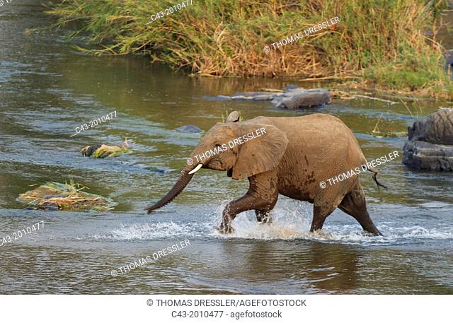 African Elephant (Loxodonta africana) - Subadult male rushing through the Olifants River in order to reach his family which feeds on a reed-grown (Common Reed