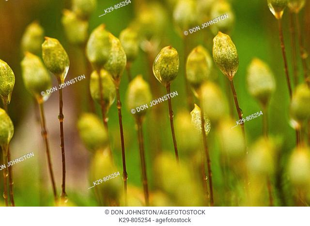 Haircap moss Polytrichium commune Sporangia