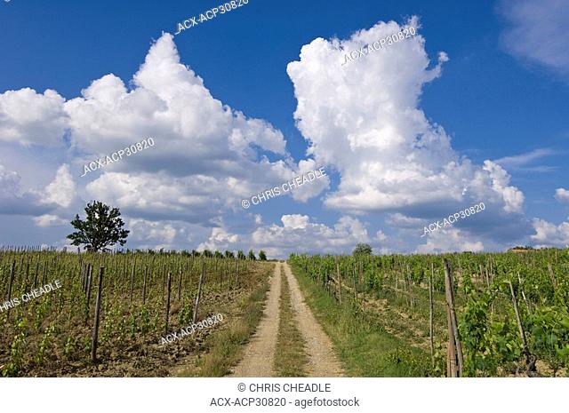 Road between vineyards and cumulous clouds, Tuscan countryside near Sienna, Italy