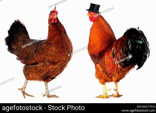 Hen isolated on white background looking to the camera
