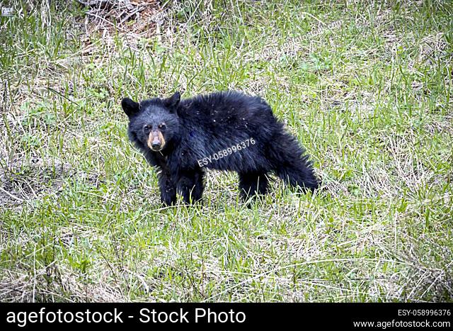 A black bear cub walks around in Yellowstone National Park