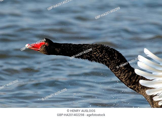 Cygne noir - portrait - Black Swan - Cygnus atratus