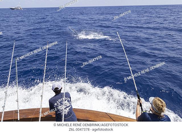 Fisherman catching and tagging blue marlin on fishing boat while Deep sea sport fishing for Blue Marlin off La Romana Punta Cana Dominican Republic