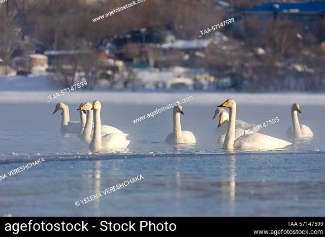 RUSSIA, PETROPAVLOVSK-KAMCHATSKY - FEBRUARY 2, 2023: Whooper swans are on Lake Khalaktyrskoye. The Whooper swan is on Kamchatka's Red List of Endangered Species