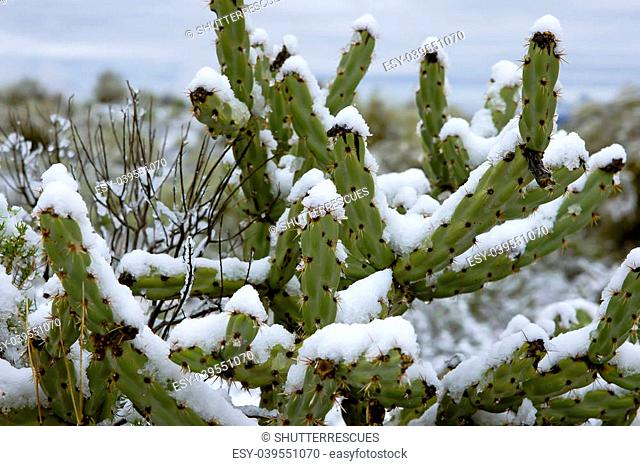 Photo from the epic snowstorm in Phoenix, Arizona February 2013