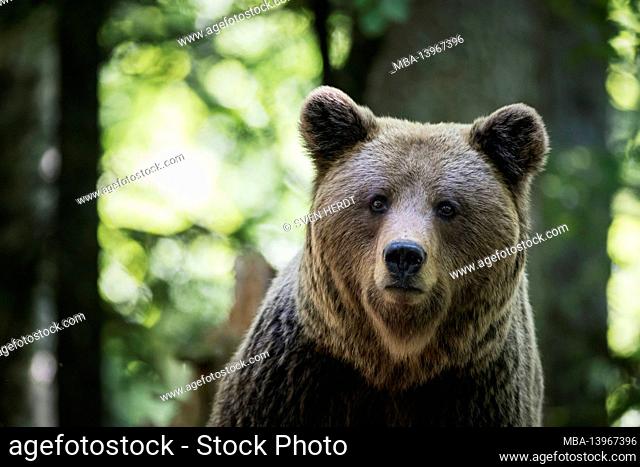 Brown bear in Slovenia