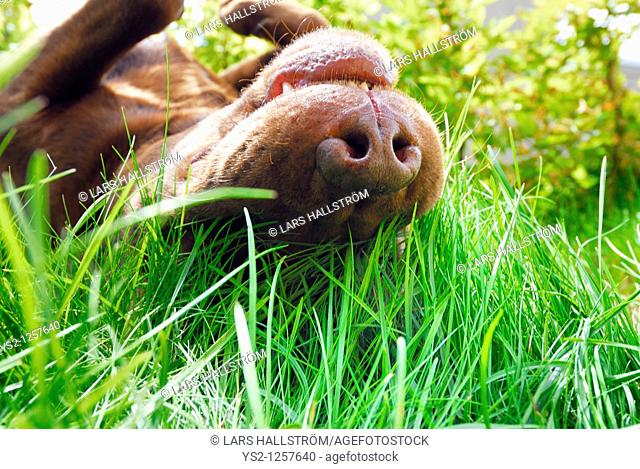 Brown Labrador Retriever rolling in the grass, Sweden