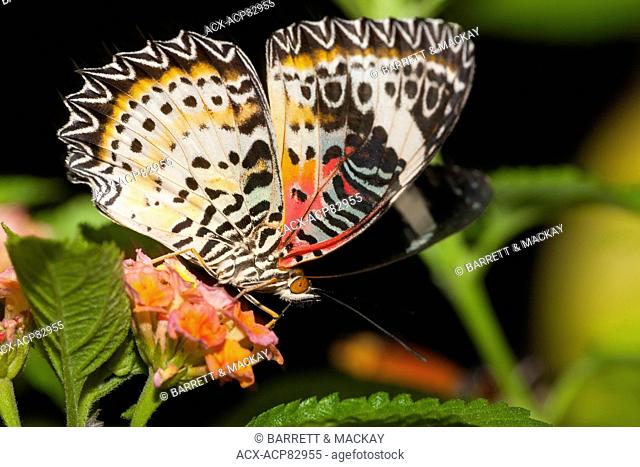 Malay Lacewing Butterfly, (Cethosia hypsea), ventral view