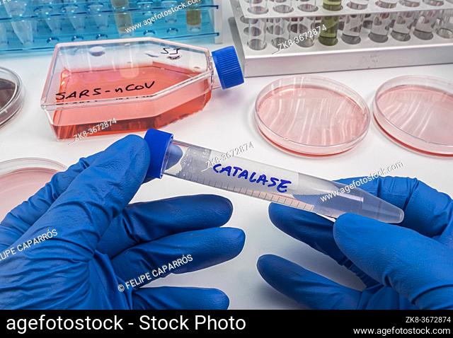 Scientist holds vial with catalase enzyme that helps regulate cytokine production, protects oxidative injury and suppresses SARS-CoV-2 replication