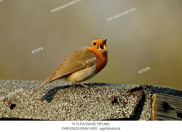 European Robin Erithacus rubecula adult, singing, standing on roof of garden shed, Kent, England, april