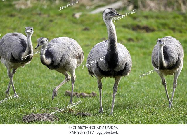 A group of free-roaming American rheas in a field in Utecht, Germany, 31 March 2017. The animals belong to Europe's only wild population of rheas