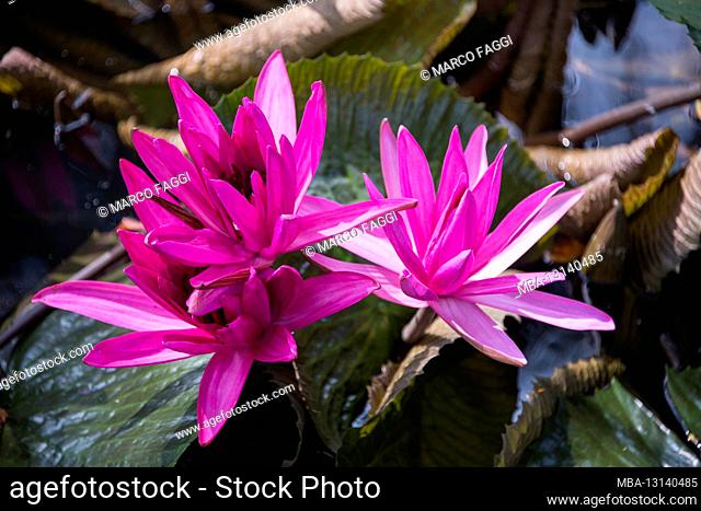 Water lily pink, Mekong Delta, Vietnam