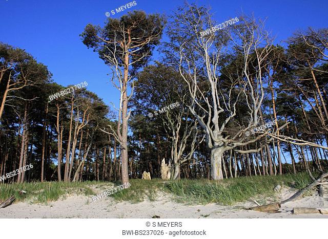 Scotch pine, scots pine Pinus sylvestris, pine forest on sand in Vorpommersche Boddenlandschaft National Park, Germany, Mecklenburg-Western Pomerania, Darss