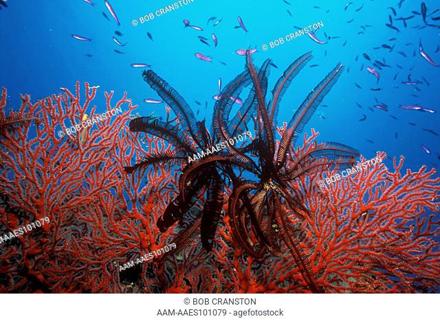 Crinoids aka Feather Stars (Melithaea sp) on bright red Sea Fan - Fiji Islands South Pacific