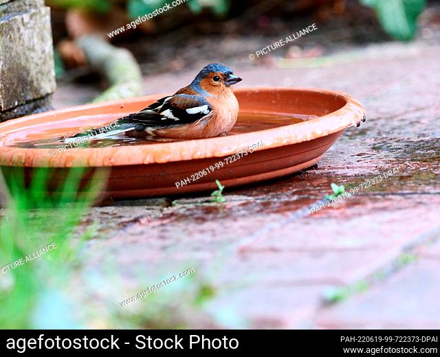 12 April 2022, Berlin: 12.04.2022, Berlin. A chaffinch (Fringilla coelebs) cools down and takes a bath in the water of a bird bath on a warm day during a...