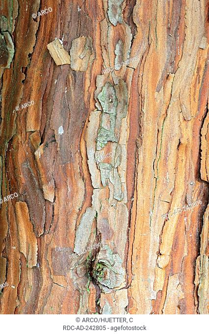 Eastern Arborvitae bark Thuja occidentalis American Arborvitae White Cedar