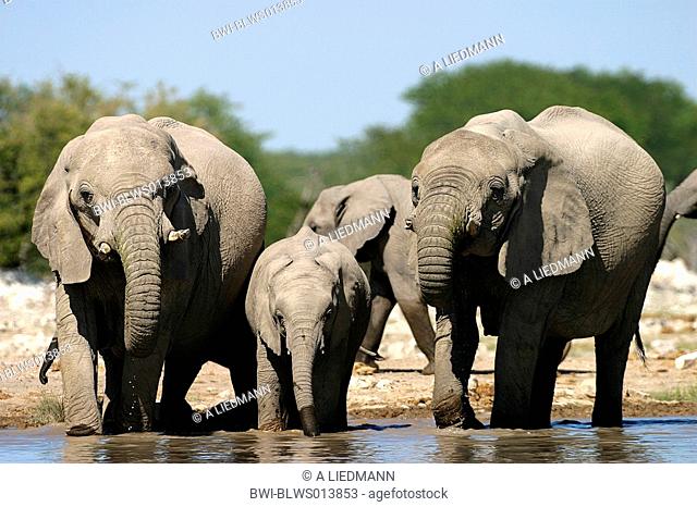 African elephant Loxodonta africana, female elephants with calves, drinking, Namibia, Ovamboland, Etosha NP