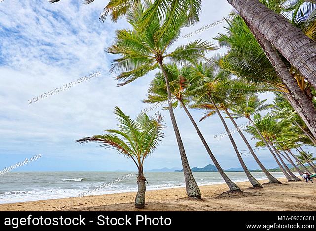 Coconut palms, Cocos nucifera, in the morning at Clifton Beach in spring, Queensland, Australia