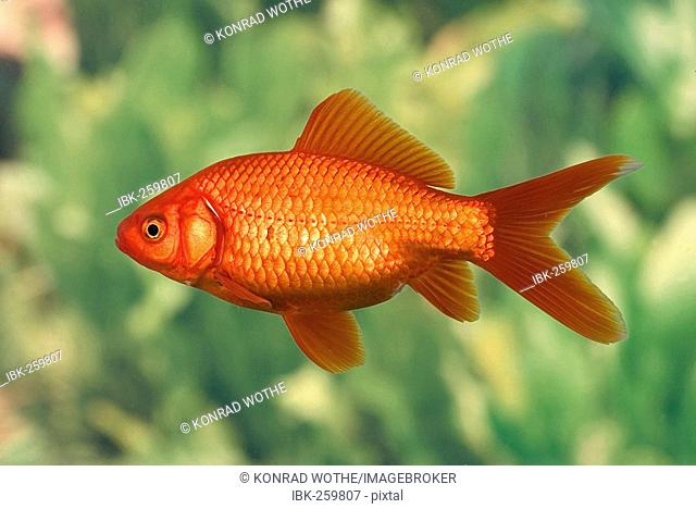 Goldfish, Carassius auratus, captive