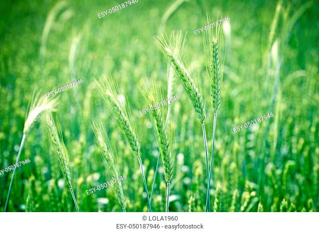 Green wheat field - unripe wheat close up