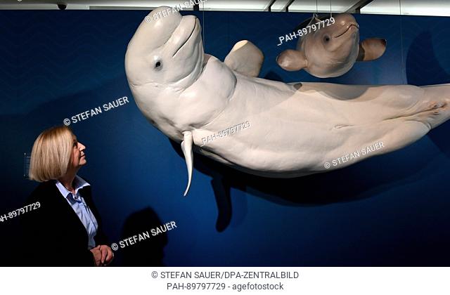 The German research minister Johanna Wanka (CDU) looks at a replica of a beluga whale on display in the German Oceanographic Museum in Stralsund, Germany