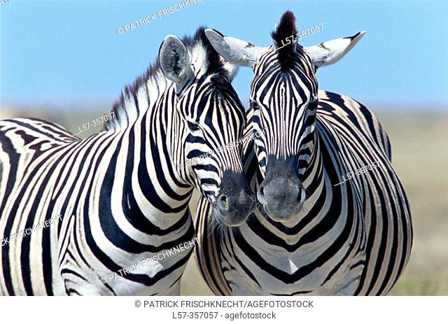 Burchell's Zebras (Equus burchelli). Etosha National Park. Namibia