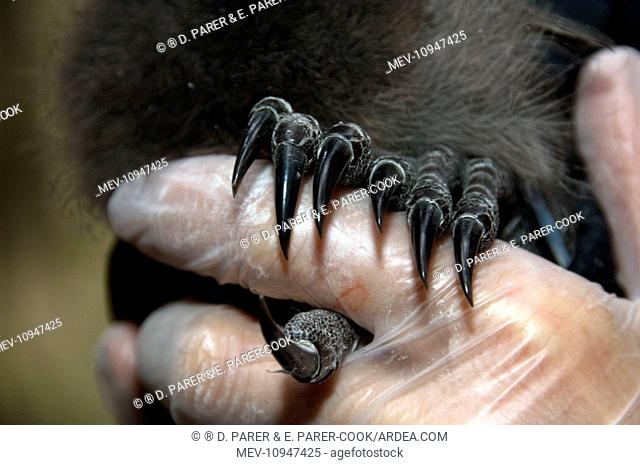 Superb Lyrebird - long claws of chick used for digging in forest litter Sherbrooke Forest, Victoria, Australia