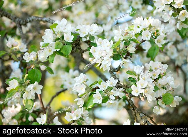 Close-up of Branches of Apple Tree with flowers, white blossom, spring time, beautiful background