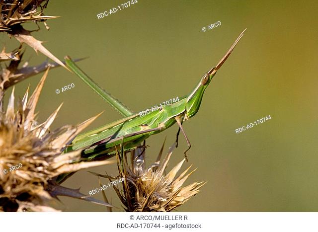 Mediterranean Slant-faced Grasshopper, Greece, Acrida ungarica