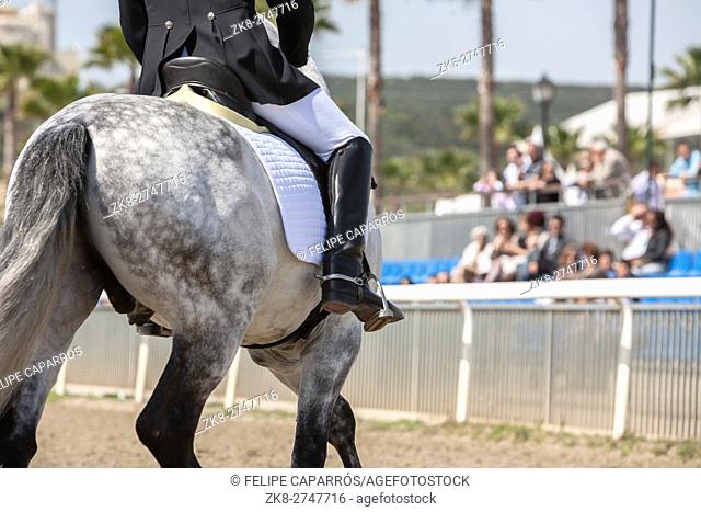 Spanish horse of pure race taking part during an exercise of equestrian morphology in Mijas, Andalusia, Spain